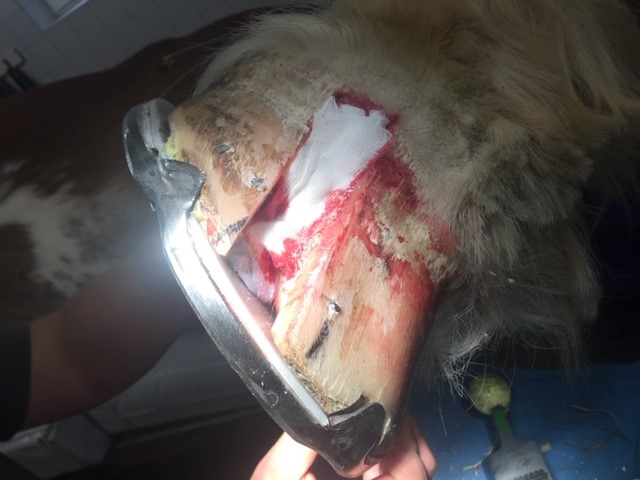 Beschlag nach Hornsäulen Operation